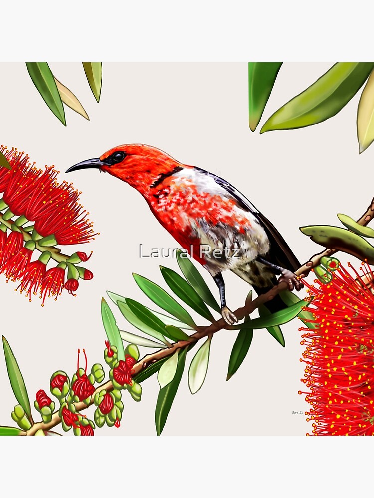 Thumbnail 4 of 4, Pillow, Scarlet Honeyeater in Callistemon #2 by Australian artist Laural Retz designed and sold by lauralretz.