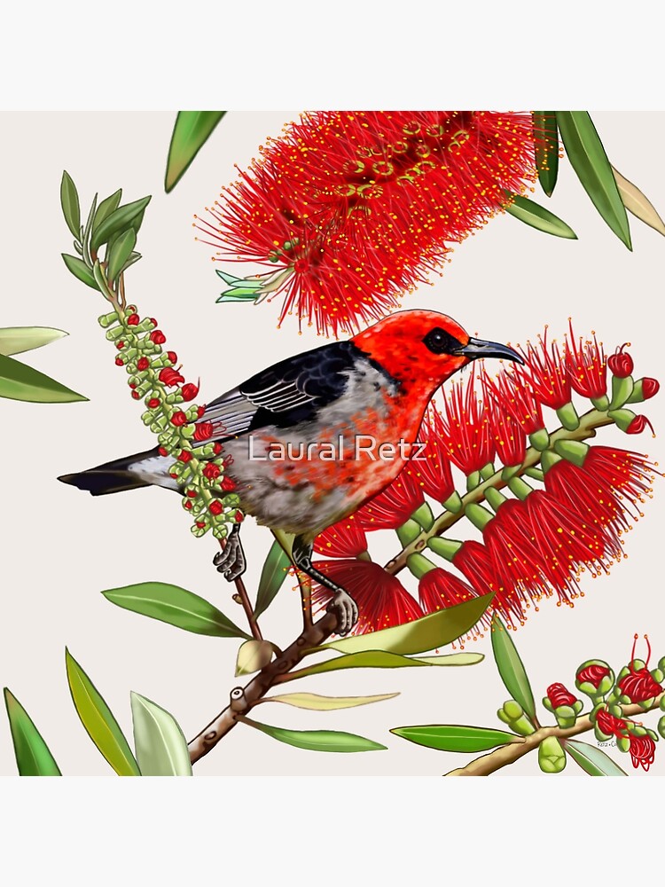 Thumbnail 4 of 4, Pillow, Scarlet Honeyeater in Callistemon #1 by Australian artist Laural Retz designed and sold by lauralretz.