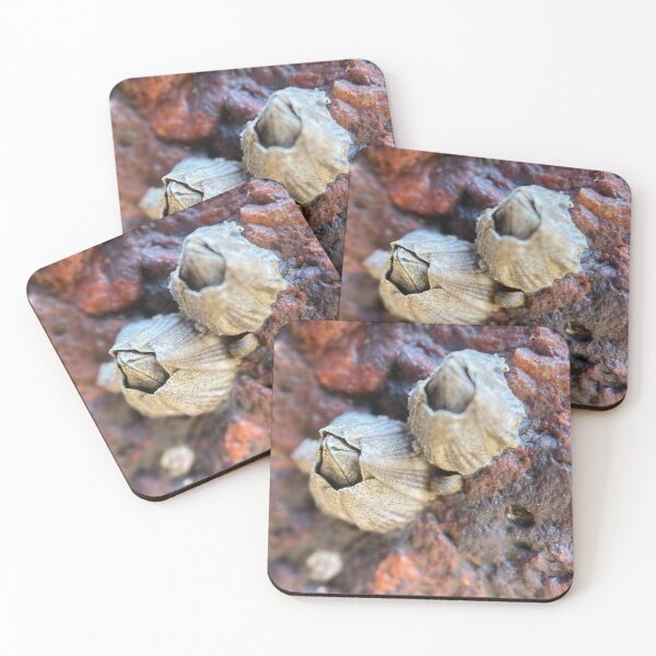 Item preview, Barnacles on a Rock designed and sold by Sinemathk.