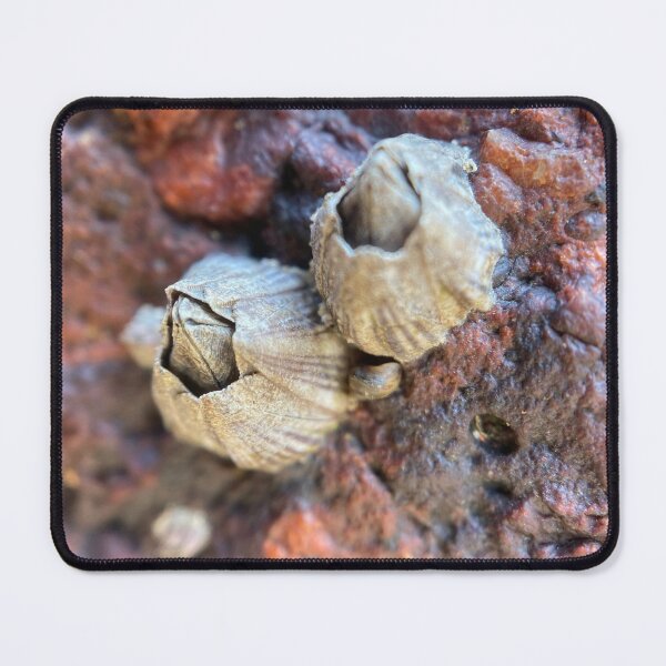 Item preview, Barnacles on a Rock designed and sold by Sinemathk.