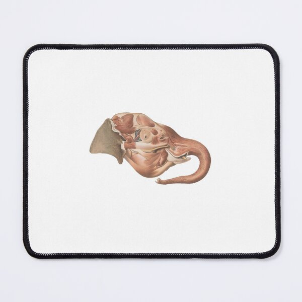 Item preview, Anatomical Elephant Head, 1908 designed and sold by BelleZeare.