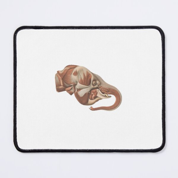 Item preview, Anatomical Elephant Head, 1908 designed and sold by BelleZeare.