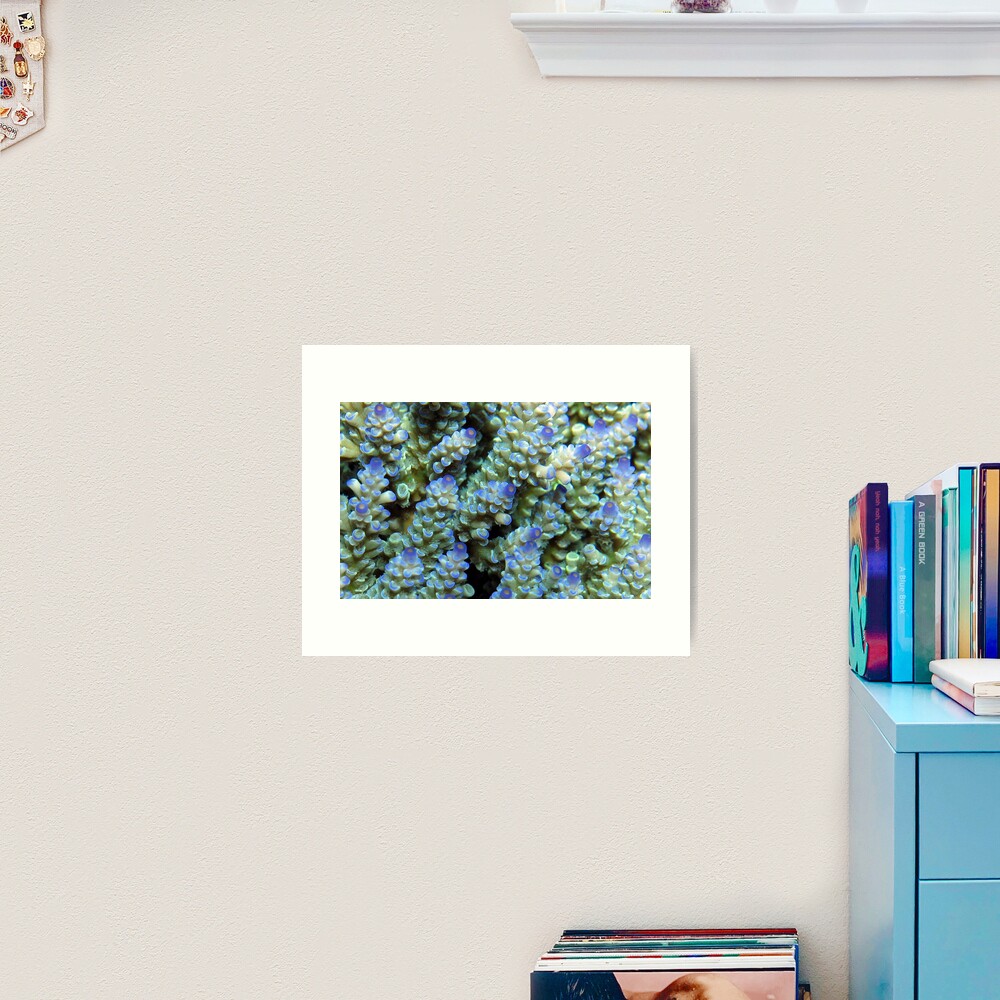 Blue Acropora at Wayag Art Print