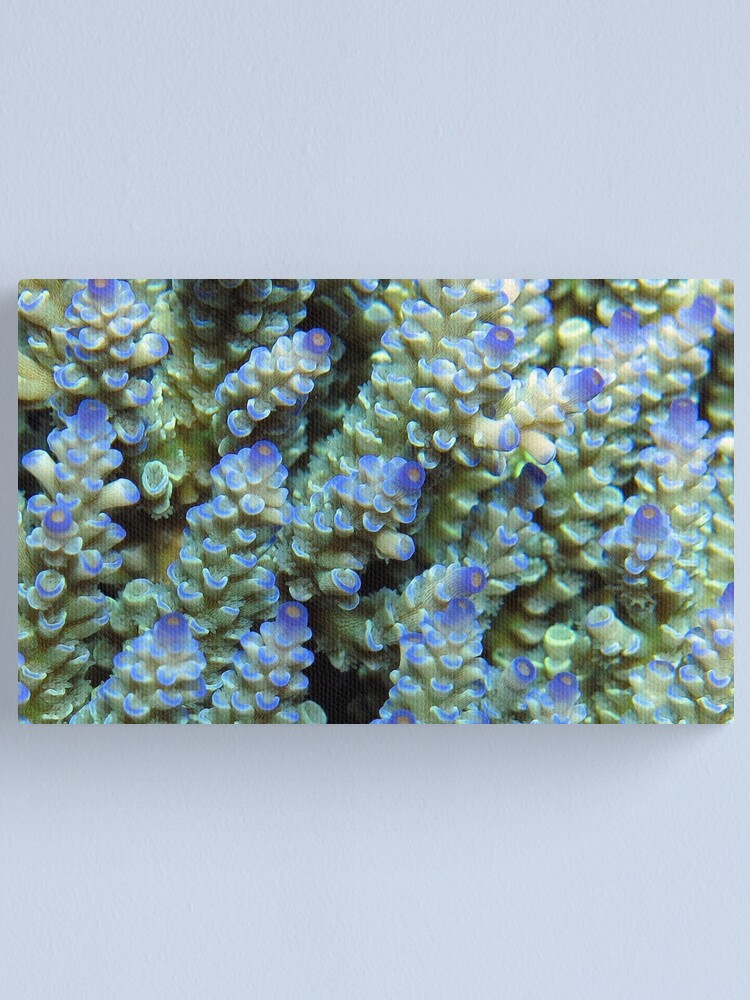 Alternate view of Blue Acropora at Wayag Canvas Print