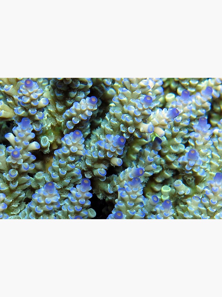 Blue Acropora at Wayag by neoniphon