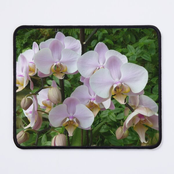 Item preview, Orchids at Palazzo Parisio designed and sold by Trish Meyer.
