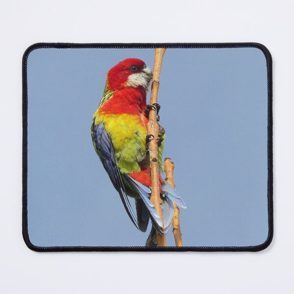Item preview, Eastern Rosella designed and sold by Trish Meyer.