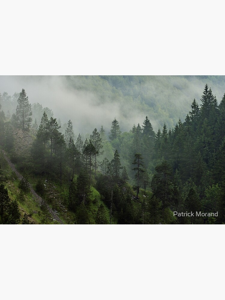 Morning mist in Jura forest by patmo
