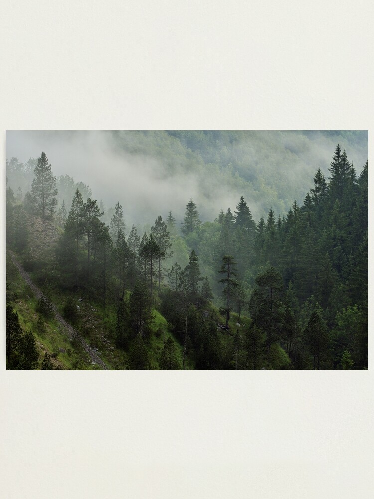 Alternate view of Morning mist in Jura forest Photographic Print