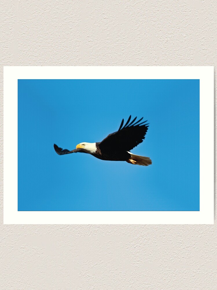 "American Bald Eagle, US National Emblem" Art Print for Sale by kzadro