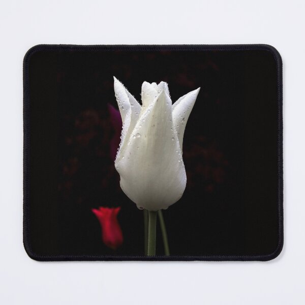 Item preview, White Tulip on a Black Background designed and sold by AlexLyubar.