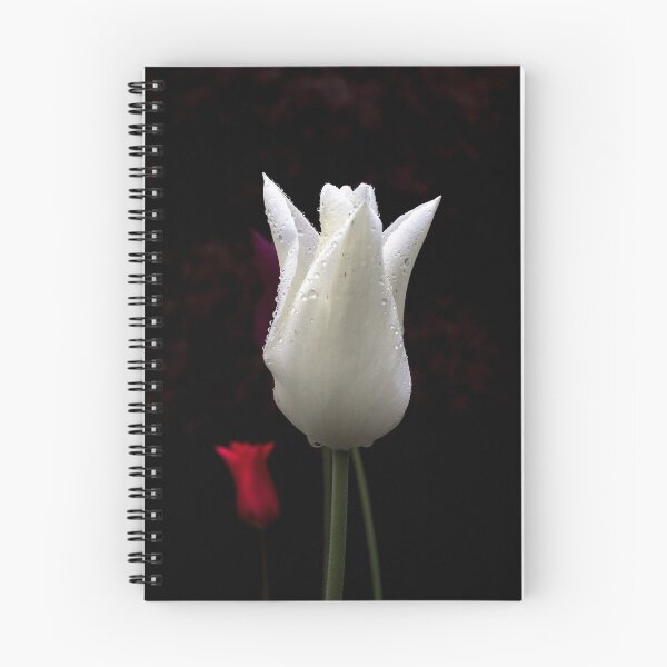 Item preview, White Tulip  on a Black Background  designed and sold by AlexLyubar.