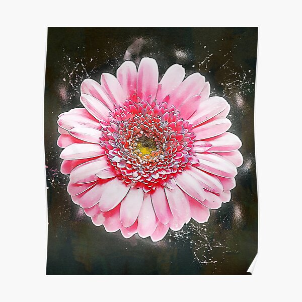 "Transvaal Daisy Flower Painting" Poster For Sale By Gfxflair | Redbubble