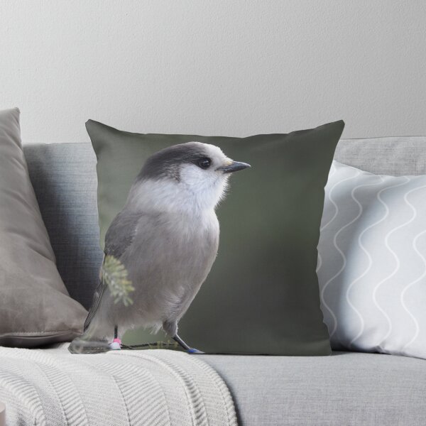 Item preview, Precious Gray Jay designed and sold by Heather Pickard.