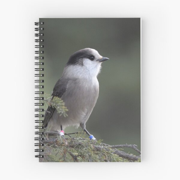 Item preview, Precious Gray Jay designed and sold by Heather Pickard.