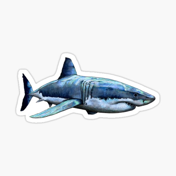 Haifisch Haiflosse Haigebiss Weißer Hai Walhai Hai Sticker