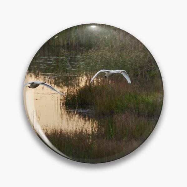 Item preview, Over the wetlands. Whooper swan designed and sold by Jouko Lehto Photography.