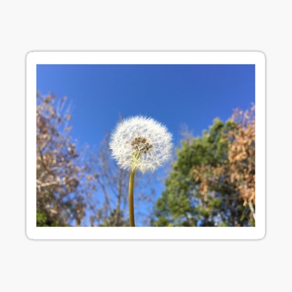 Dandelion Sticker
