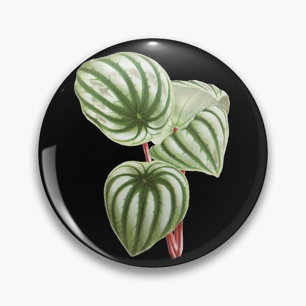 Item preview, Watermelon Peperomia - Botanical Illustration designed and sold by chimakingthings.