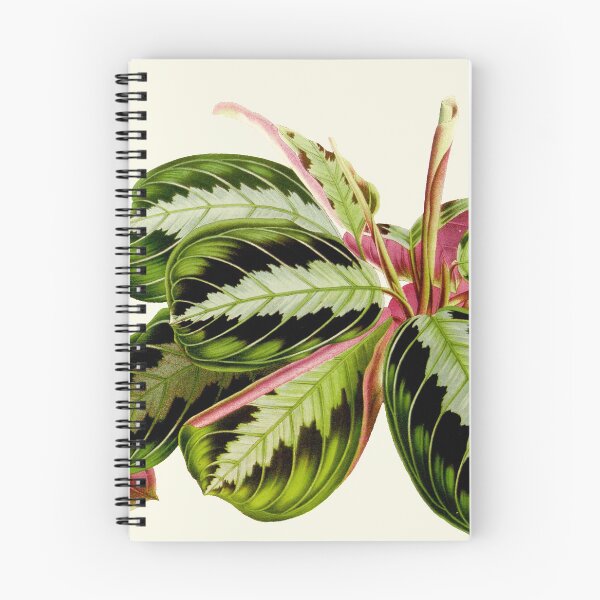 Item preview, Maranta leuconeura "Silver Band" botanical illustration designed and sold by chimakingthings.
