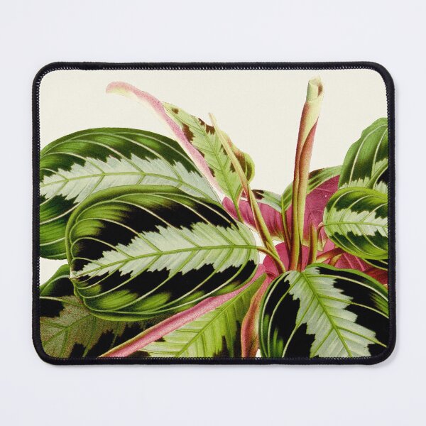 Item preview, Maranta leuconeura "Silver Band" botanical illustration designed and sold by chimakingthings.