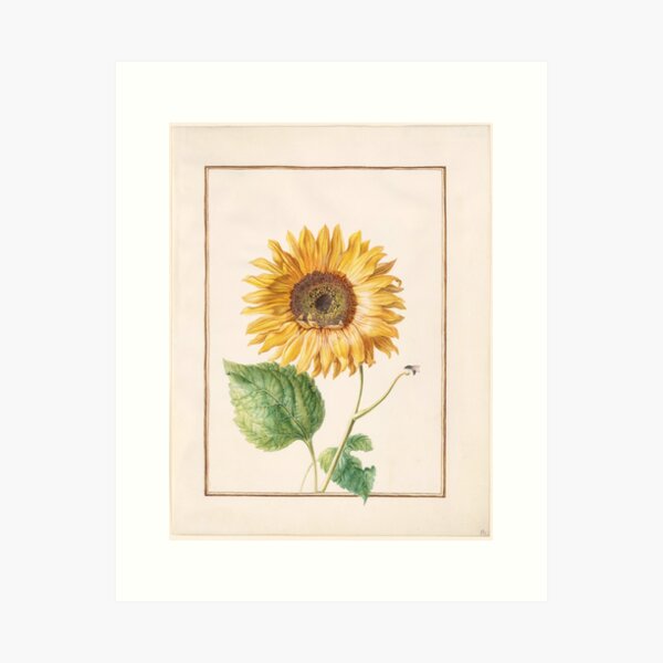 Aperçu de l'œuvre Common sunflower - Helianthus annuus créée et vendue par FloraObscura.
