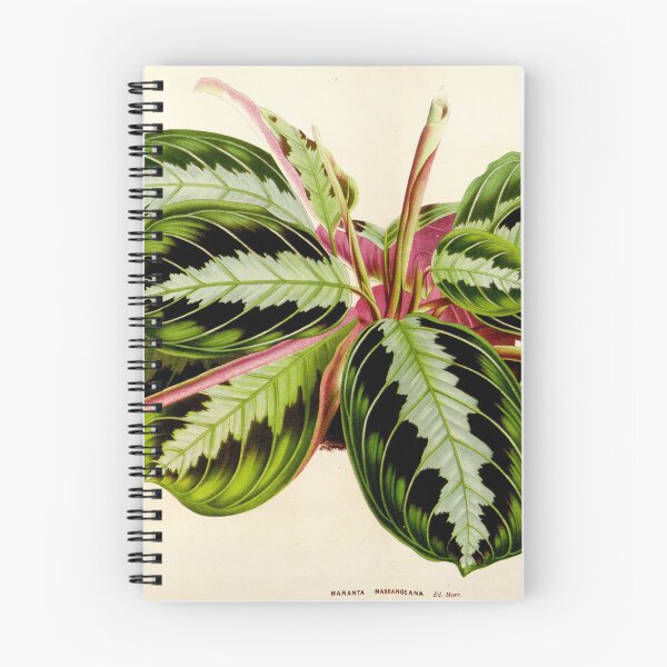 Item preview, Maranta leuconeura 'Silver Band'- Flore des serres et des jardin de l’Europe - botanical illustration designed and sold by chimakingthings.