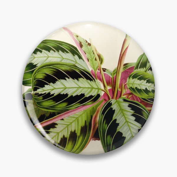 Item preview, Maranta leuconeura 'Silver Band'- Flore des serres et des jardin de l’Europe - botanical illustration designed and sold by chimakingthings.