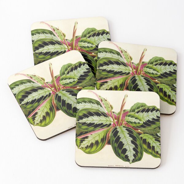 Item preview, Maranta leuconeura 'Silver Band'- Flore des serres et des jardin de l’Europe - botanical illustration designed and sold by chimakingthings.