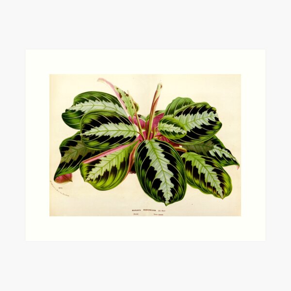 Item preview, Maranta leuconeura 'Silver Band'- Flore des serres et des jardin de l’Europe - botanical illustration designed and sold by chimakingthings.