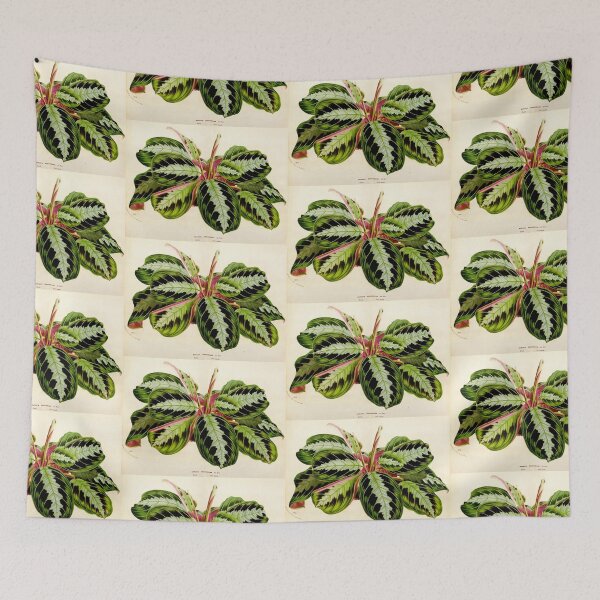Item preview, Maranta leuconeura 'Silver Band'- Flore des serres et des jardin de l’Europe - botanical illustration designed and sold by chimakingthings.