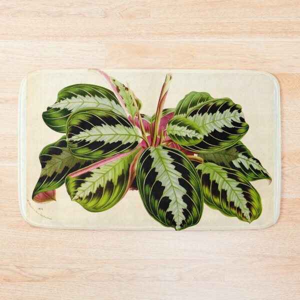 Item preview, Maranta leuconeura 'Silver Band'- Flore des serres et des jardin de l’Europe - botanical illustration designed and sold by chimakingthings.