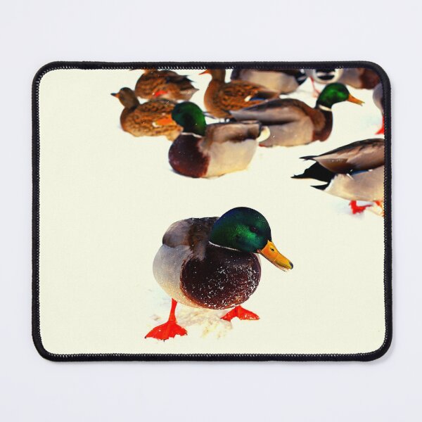 Item preview, ducks photo with high resolution quality designed and sold by Allyouneed-2.