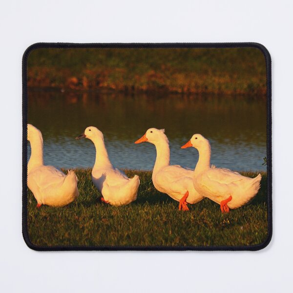 Item preview, ducks photo with high resolution quality designed and sold by Allyouneed-2.