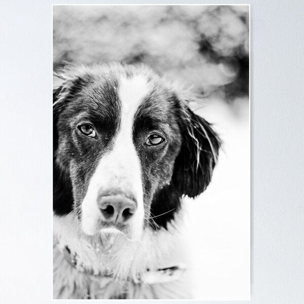 Talking ben the dog Black and White Stock Photos & Images - Alamy