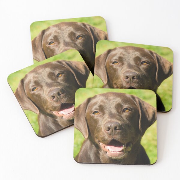 Item preview, beautiful chocolate Labrador  designed and sold by abphotography92.