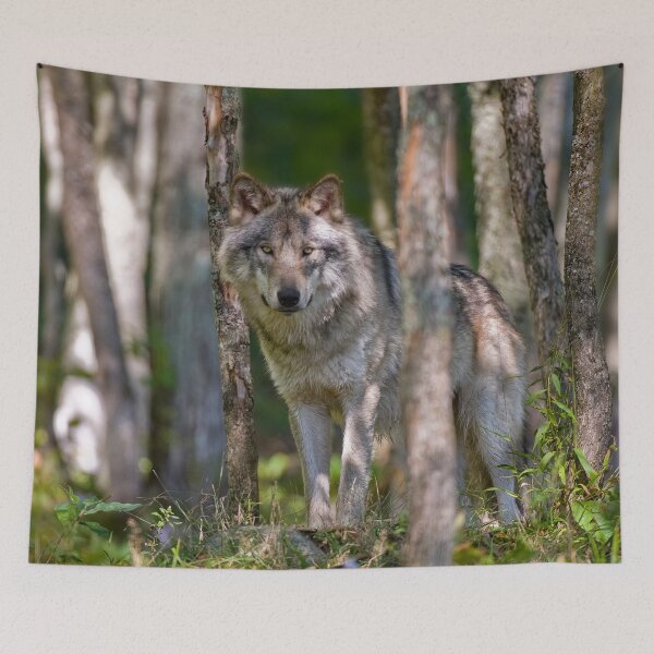 Item preview, Timber wolf in Forest designed and sold by Michael Cummings.