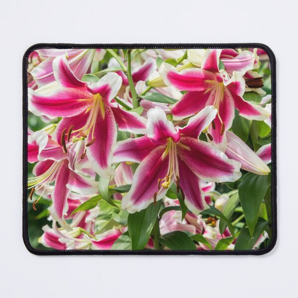 Item preview, Happy Superbloom - Riotous Fragrant Garden of Stargazer Lilies designed and sold by Georgia Mizuleva.