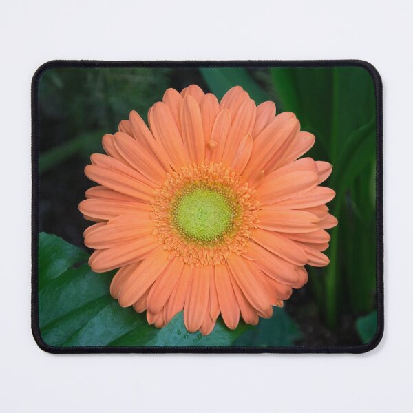 Item preview, Gerbera Daisy - One Bold Orange Bloom on Dark Greens designed and sold by Georgia Mizuleva.