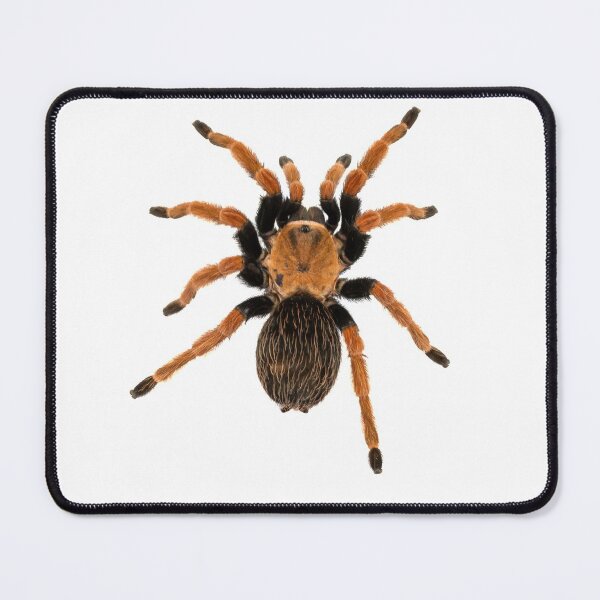 Item preview, mexican red legged tarantula designed and sold by inspireddezigne.