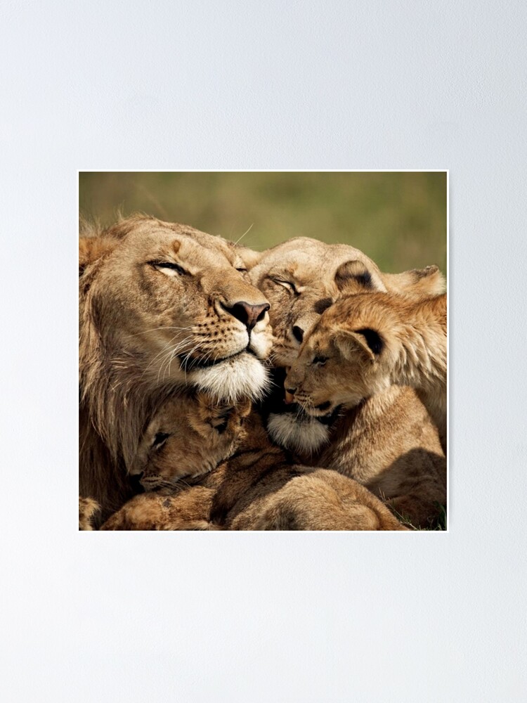 Póster «Feliz y amorosa familia de leones» de Maddie4Real | Redbubble