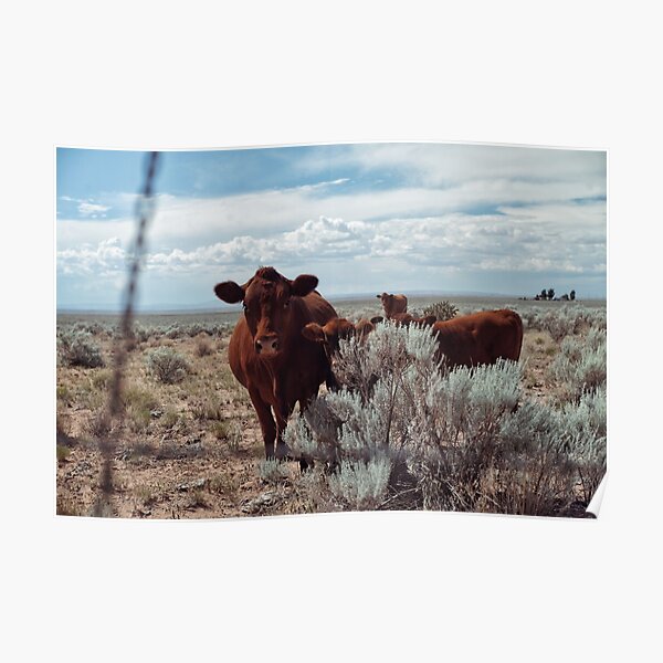 Póster «Vaca con terneros en el suroeste de américa» de Majfilms