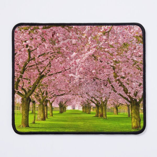 Item preview, Cherry Blossom Alameda designed and sold by H-AB.