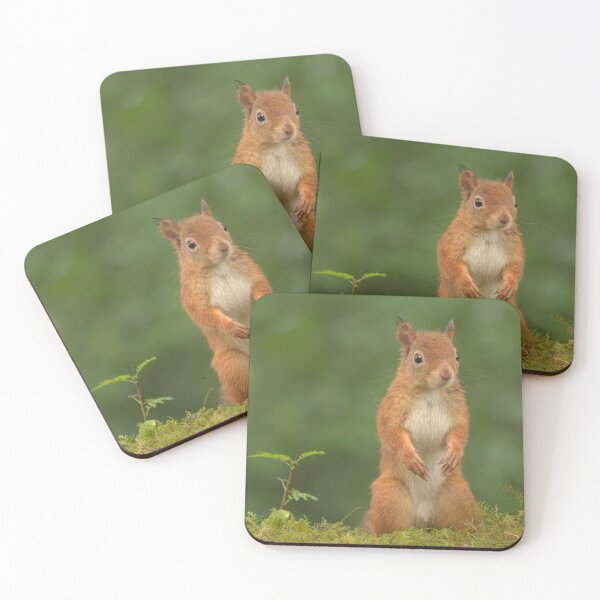 Item preview, Red Squirrel  designed and sold by Macrae images.