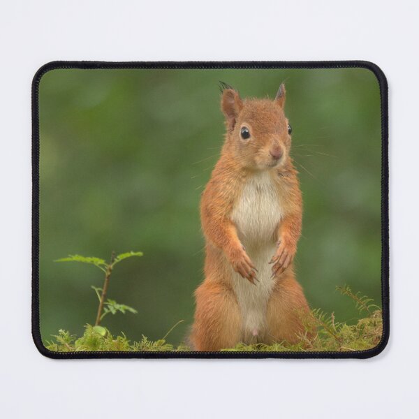 Item preview, Red Squirrel designed and sold by Macrae images.