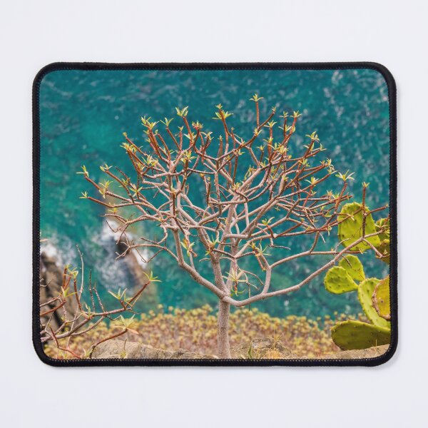 Item preview, Beautiful Euphorbia plant on stony cliff in Corniglia, Cinque Terre, Italy. designed and sold by H-AB.