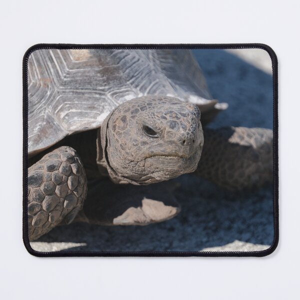 Item preview, Florida Gopher Tortoise designed and sold by HeadBlaze.
