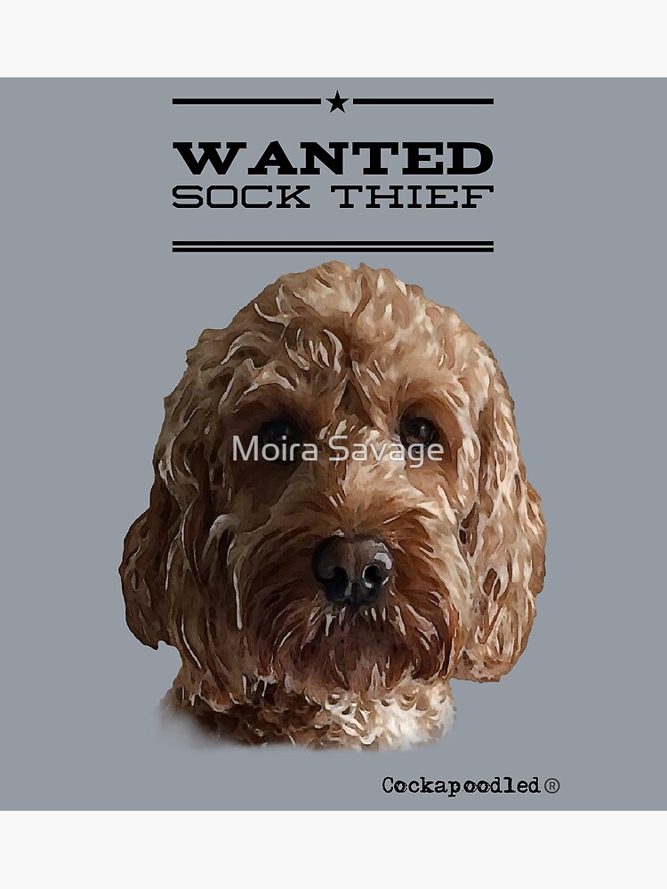 Cockapoo deals wanted