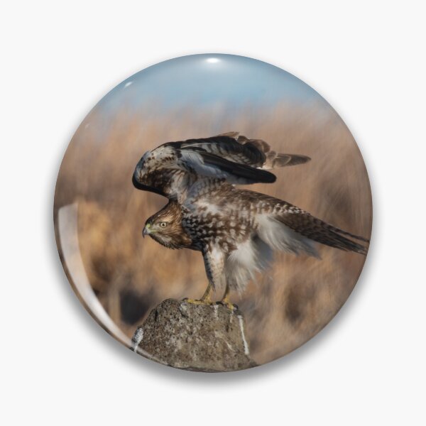 Item preview, Red-tailed Hawk stretching wings over back  designed and sold by Steven Holt.