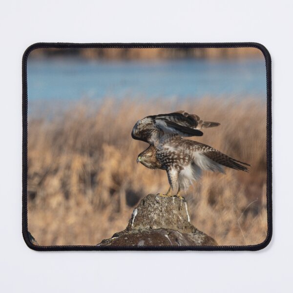 Item preview, Red-tailed Hawk stretching wings over back designed and sold by Steven Holt.